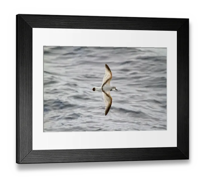 Framed Print : Broad-billed Prion (Pachyptila vittata) flying, South Pacific Ocean, New Zealand Framed Print : Broad-billed Prion (Pachyptila vittata) flying, South Pacific Ocean, New Zealand