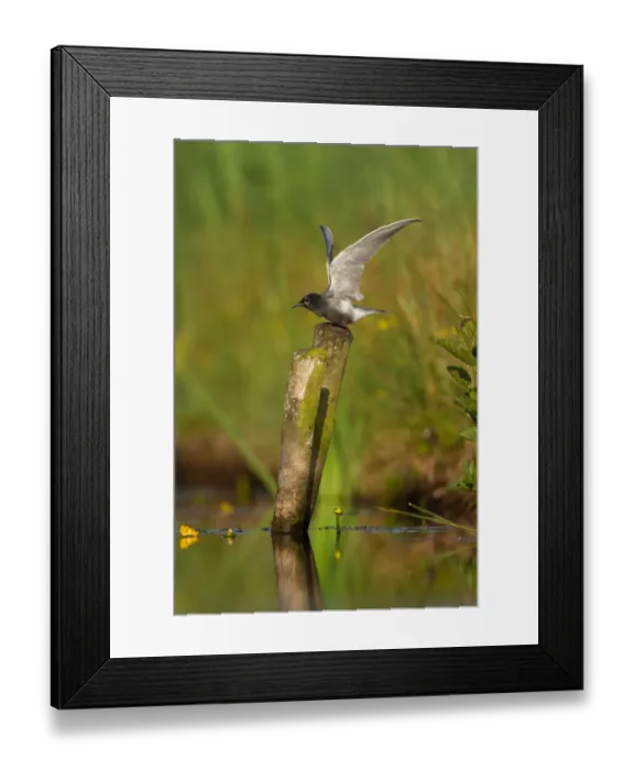 Framed Print : Black Tern (Chlidonias niger), Netherlands Framed Print : Black Tern (Chlidonias niger), Netherlands