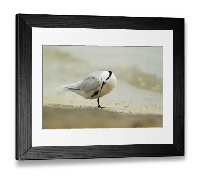 Framed Print : Black-naped Tern (Sterna sumatrana), Queensland, Australia Framed Print : Black-naped Tern (Sterna sumatrana), Queensland, Australia