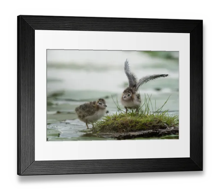 Framed Print : Black Tern (Chlidonias niger) chicks, Schleswig-Holstein, Germany Framed Print : Black Tern (Chlidonias niger) chicks, Schleswig-Holstein, Germany