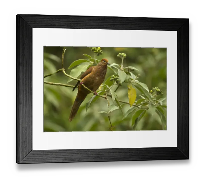 Framed Print : Brown Cuckoo-Dove (Macropygia phasianella), Queensland, Australien Framed Print : Brown Cuckoo-Dove (Macropygia phasianella), Queensland, Australien