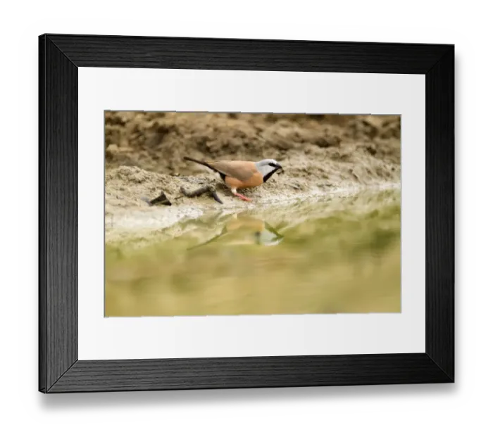 Framed Print : Black-throated Finch (Poephila cincta), Queensland, Australia Framed Print : Black-throated Finch (Poephila cincta), Queensland, Australia