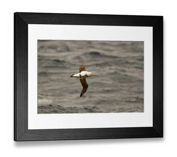 Framed Print : Antipodean Albatross (Diomedea antipodensis) flying, South Pacific Ocean, New Zealand Framed Print : Antipodean Albatross (Diomedea antipodensis) flying, South Pacific Ocean, New Zealand