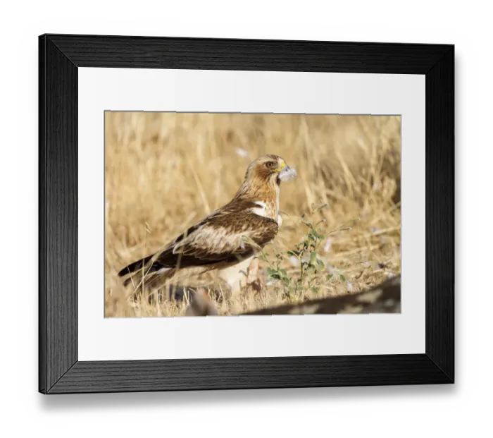 Framed Print : Booted Eagle (Hieraaetus pennatus) female, Castile and Leon, Spain
