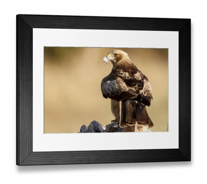 Framed Print : Booted Eagle (Hieraaetus pennatus) female, Castile and Leon, Spain Framed Print : Booted Eagle (Hieraaetus pennatus) female, Castile and Leon, Spain