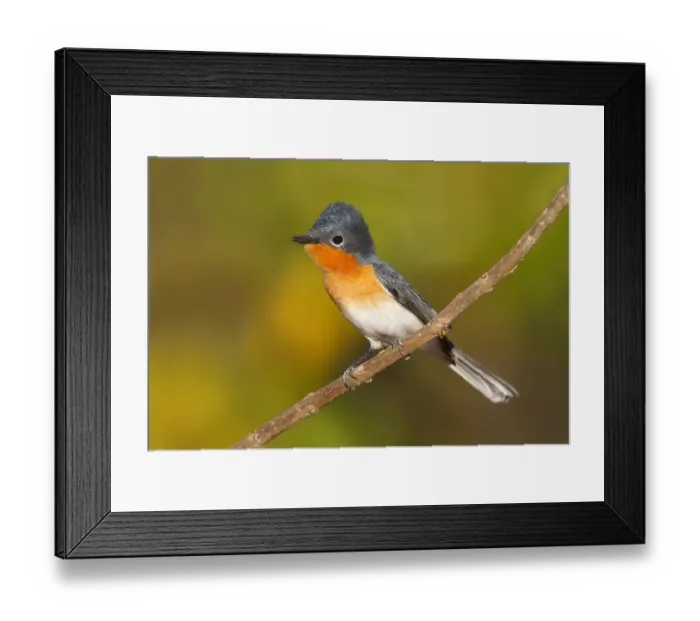 Framed Print : Broad-billed Flycatcher (Myiagra ruficollis), Western Australia, Australia Framed Print : Broad-billed Flycatcher (Myiagra ruficollis), Western Australia, Australia