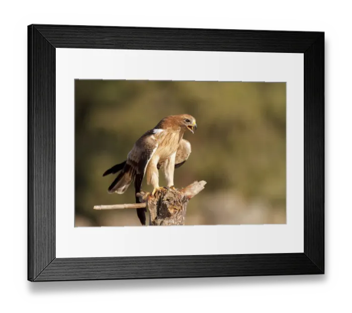 Framed Print : Booted Eagle (Hieraaetus pennatus) juvenile, Castile and Leon, Spain Framed Print : Booted Eagle (Hieraaetus pennatus) juvenile, Castile and Leon, Spain