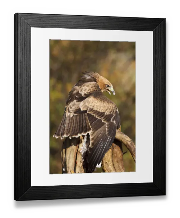 Framed Print : Booted Eagle (Hieraaetus pennatus) juvenile, Castile and Leon, Spain Framed Print : Booted Eagle (Hieraaetus pennatus) juvenile, Castile and Leon, Spain