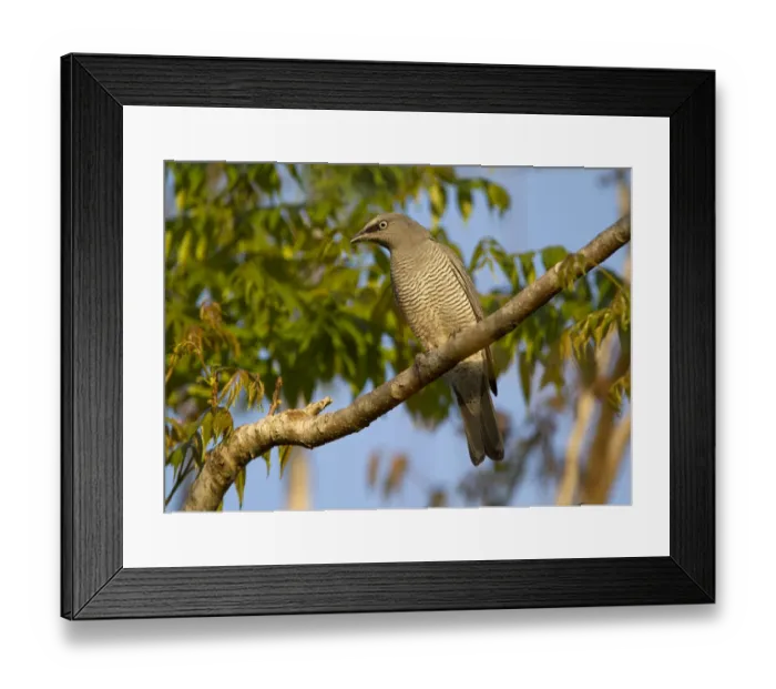 Framed Print : Barred Cuckooshrike (Coracina lineata), Queensland, Australia