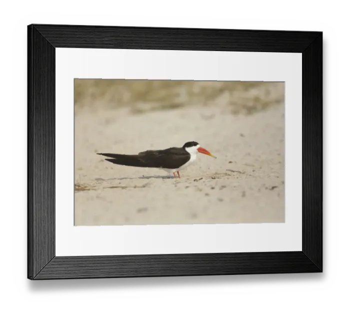 Framed Print : African Skimmer (Rynchops flavirostris), Chobe, Botswana Framed Print : African Skimmer (Rynchops flavirostris), Chobe, Botswana