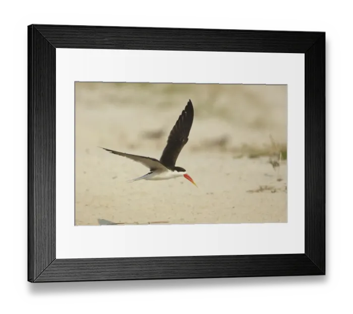 Framed Print : African Skimmer (Rynchops flavirostris) flying, Chobe, Botswana Framed Print : African Skimmer (Rynchops flavirostris) flying, Chobe, Botswana