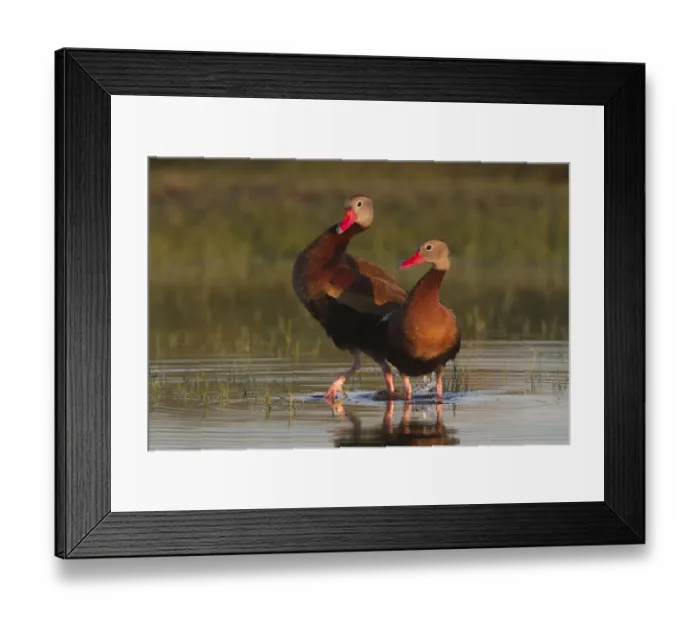 Framed Print : Black-bellied Whistling Duck (Dendrocygna autumnalis) pair, Texas, USA Framed Print : Black-bellied Whistling Duck (Dendrocygna autumnalis) pair, Texas, USA