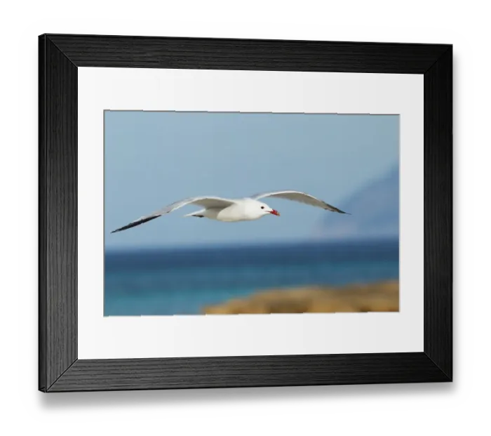 Framed Print : Audouins Gull (Ichthyaetus audouinii) flying, Mallorca, Spain Framed Print : Audouins Gull (Ichthyaetus audouinii) flying, Mallorca, Spain