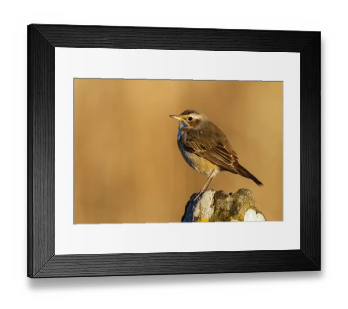 Framed Print : Bluethroat (Luscinia svecica cyanecula) male, Castile-La Mancha, Spain Framed Print : Bluethroat (Luscinia svecica cyanecula) male, Castile-La Mancha, Spain