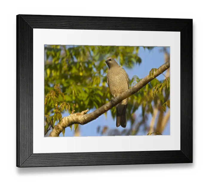 Framed Print : Barred Cuckooshrike (Coracina lineata), Queensland, Australia Framed Print : Barred Cuckooshrike (Coracina lineata), Queensland, Australia