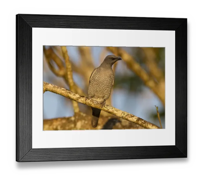 Framed Print : Barred Cuckooshrike (Coracina lineata) juvenile, Queensland, Australia Framed Print : Barred Cuckooshrike (Coracina lineata) juvenile, Queensland, Australia