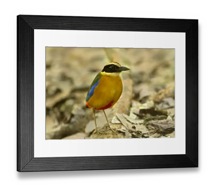 Framed Print : Blue-winged Pitta (Pitta moluccensis), Singapore Framed Print : Blue-winged Pitta (Pitta moluccensis), Singapore