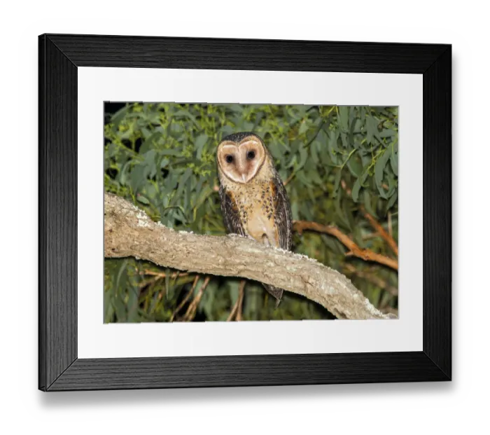 Framed Print : Australian Masked Owl (Tyto novaehollandiae), New South Wales, Australia Framed Print : Australian Masked Owl (Tyto novaehollandiae), New South Wales, Australia