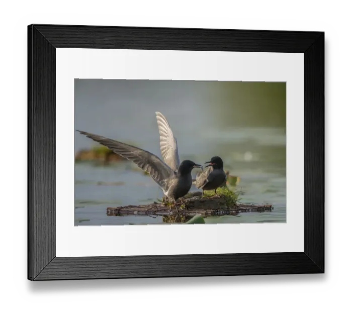 Framed Print : Black Tern (Chlidonias niger) displaying with fish prey, Schleswig-Holstein, Germany Framed Print : Black Tern (Chlidonias niger) displaying with fish prey, Schleswig-Holstein, Germany