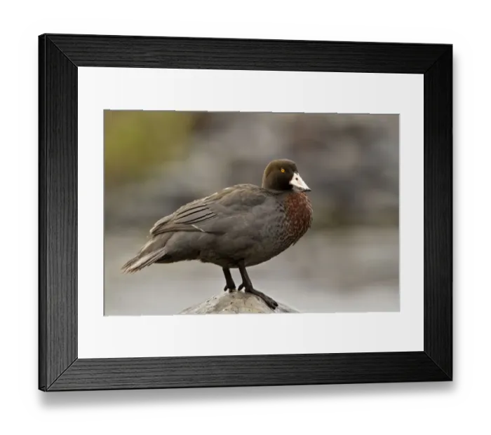 Framed Print : Blue Duck (Hymenolaimus malacorhynchos), Waikato, North Island, New Zealandaaaa Framed Print : Blue Duck (Hymenolaimus malacorhynchos), Waikato, North Island, New Zealandaaaa