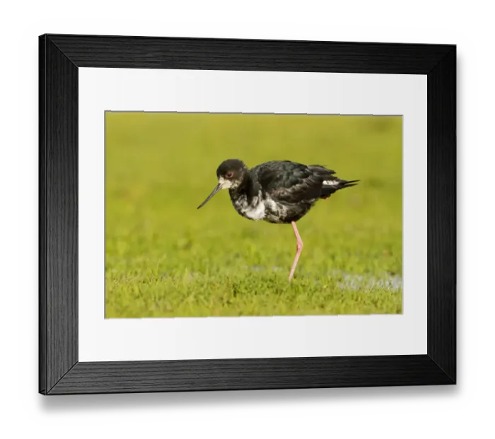 Framed Print : Black Stilt (Himantopus novaezelandiae), Glentanner, South Island, New Zealand Framed Print : Black Stilt (Himantopus novaezelandiae), Glentanner, South Island, New Zealand