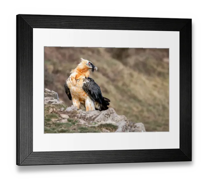 Framed Print : Bearded Vulture (Gypaetus barbatus), Catalonia, Spain Framed Print : Bearded Vulture (Gypaetus barbatus), Catalonia, Spain