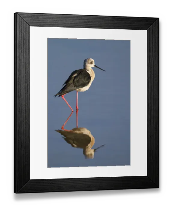 Framed Print : Black-winged Stilt (Himantopus himantopus), Spain Framed Print : Black-winged Stilt (Himantopus himantopus), Spain
