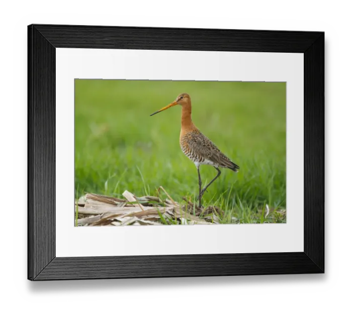 Framed Print : Black-tailed Godwit (Limosa limosa), The Netherlands Framed Print : Black-tailed Godwit (Limosa limosa), The Netherlands