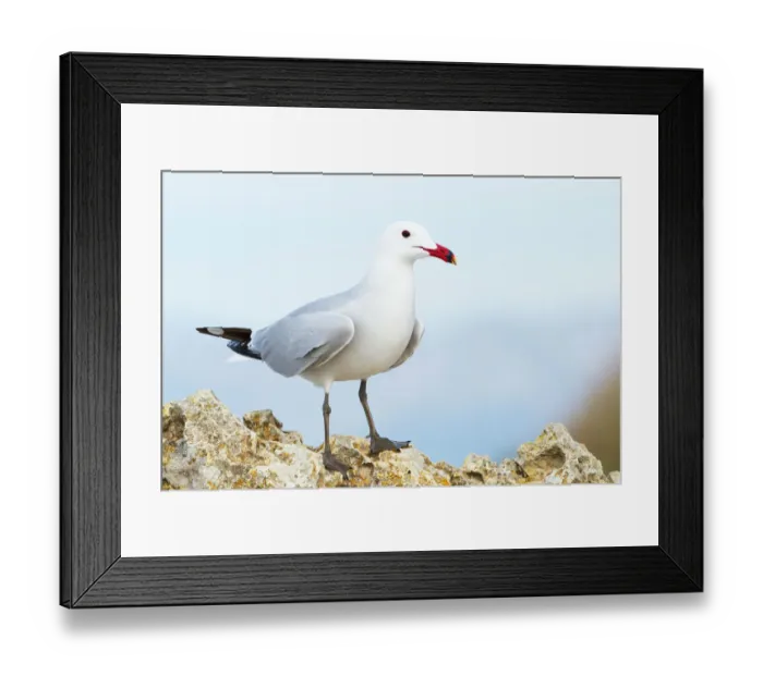 Framed Print : Audouins Gull (Ichthyaetus audouinii), Mallorca, Spain Framed Print : Audouins Gull (Ichthyaetus audouinii), Mallorca, Spain