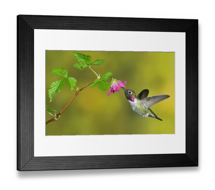 Framed Print : Annas Hummingbird (Calypte anna), British Columbia, Canada Framed Print : Annas Hummingbird (Calypte anna), British Columbia, Canada