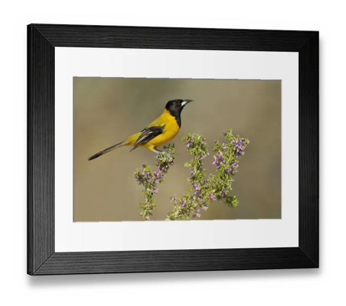 Framed Print : Audubons Oriole (Icterus graduacauda), Texas, USA Framed Print : Audubons Oriole (Icterus graduacauda), Texas, USA