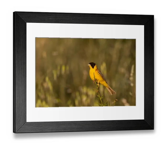 Framed Print : Black-headed Bunting (Emberiza melanocephala) male, Cyprus Framed Print : Black-headed Bunting (Emberiza melanocephala) male, Cyprus