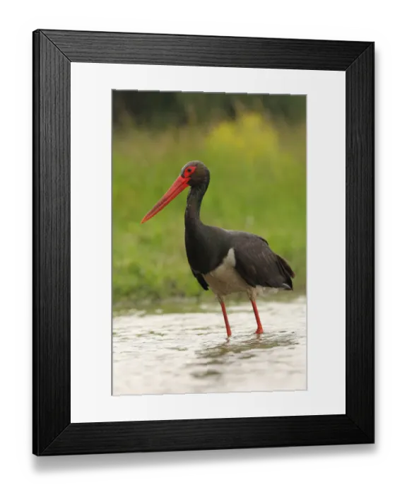 Framed Print : Black Stork (Ciconia nigra) foraging, Hungary Framed Print : Black Stork (Ciconia nigra) foraging, Hungary