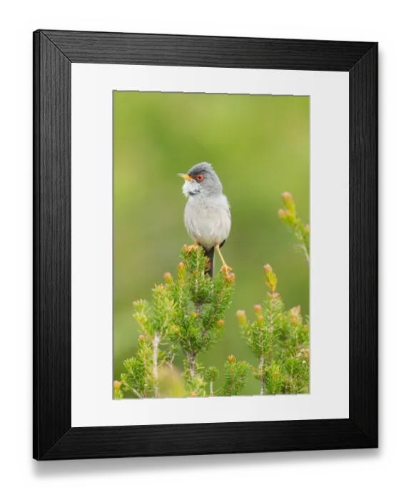 Framed Print : Balearic Warbler (Sylvia balearica) male, Mallorca, Spain Framed Print : Balearic Warbler (Sylvia balearica) male, Mallorca, Spain