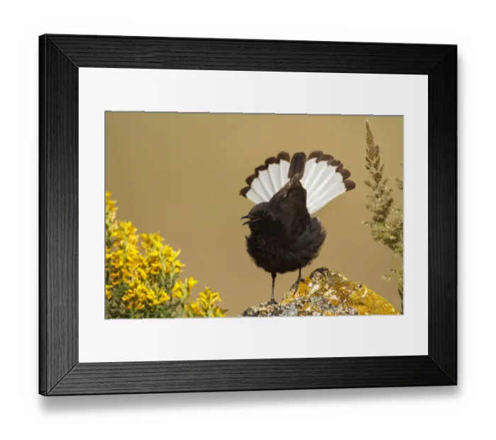 Framed Print : Black Wheatear (Oenanthe leucura) male singing, Castile-La Mancha, Spain Framed Print : Black Wheatear (Oenanthe leucura) male singing, Castile-La Mancha, Spain