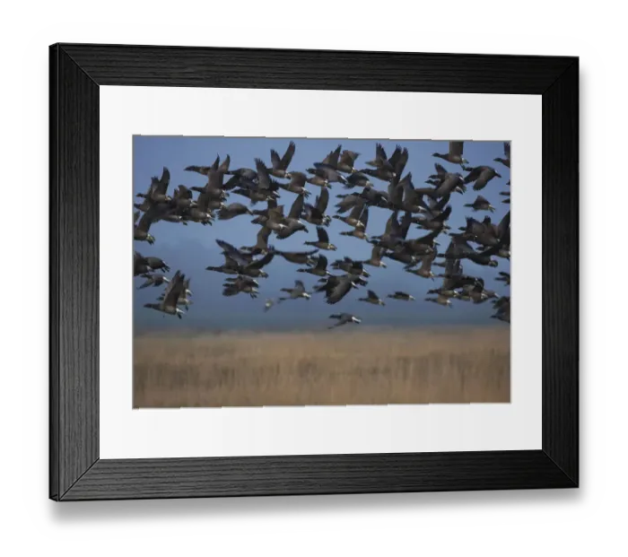 Framed Print : Brant Goose (Branta bernicla) flying, Schleswig-Holstein, Germany Framed Print : Brant Goose (Branta bernicla) flying, Schleswig-Holstein, Germany