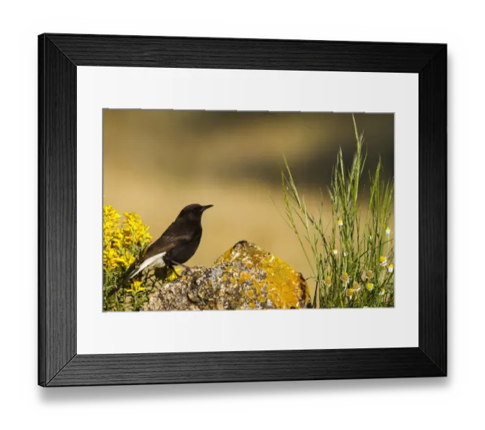Framed Print : Black Wheatear (Oenanthe leucura) male, Castile-La Mancha, Spain