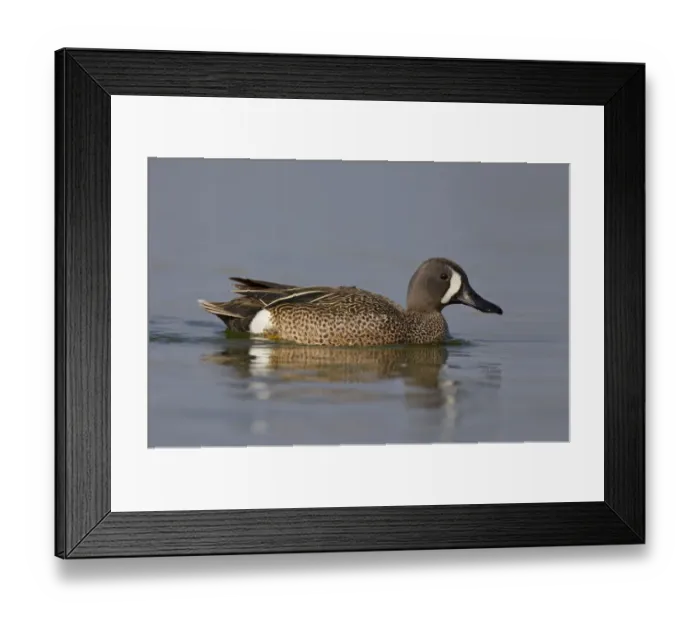 Framed Print : Blue-winged Teal (Spatula discors) male, North Dakota, USA