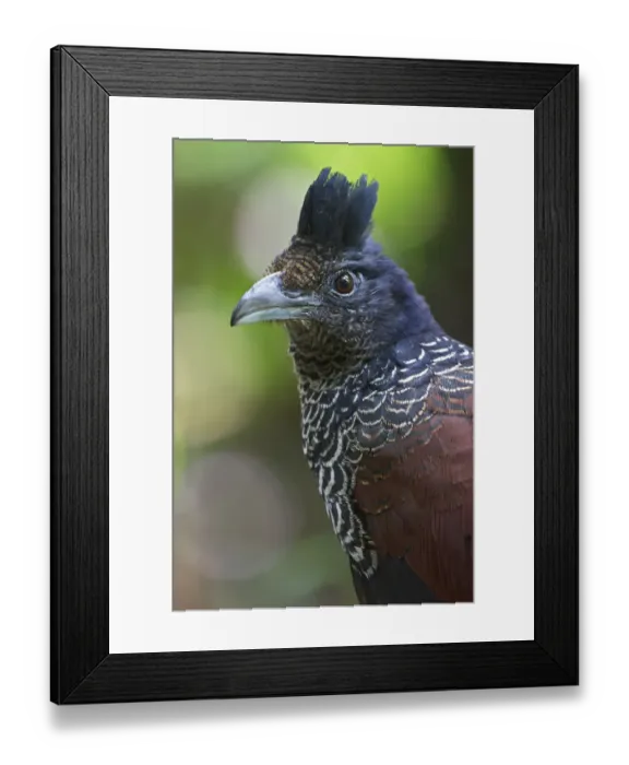Framed Print : Banded Ground Cuckoo (Neomorphus radiolosus), Ecuador Framed Print : Banded Ground Cuckoo (Neomorphus radiolosus), Ecuador