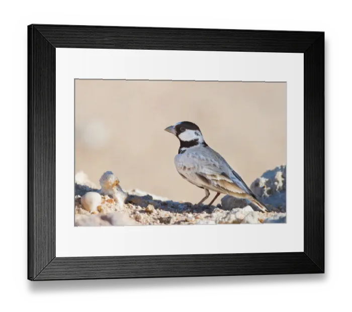 Framed Print : Black-crowned Sparrow-Lark (Eremopterix nigriceps), Oman Framed Print : Black-crowned Sparrow-Lark (Eremopterix nigriceps), Oman