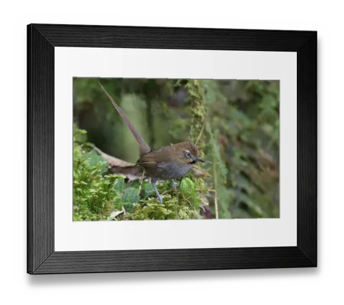 Framed Print : Black-throated Thistletail (Asthenes harterti), Bolivia Framed Print : Black-throated Thistletail (Asthenes harterti), Bolivia