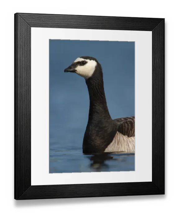 Framed Print : Barnacle Goose (Branta leucopsis), Utrecht, The Netherlands Framed Print : Barnacle Goose (Branta leucopsis), Utrecht, The Netherlands