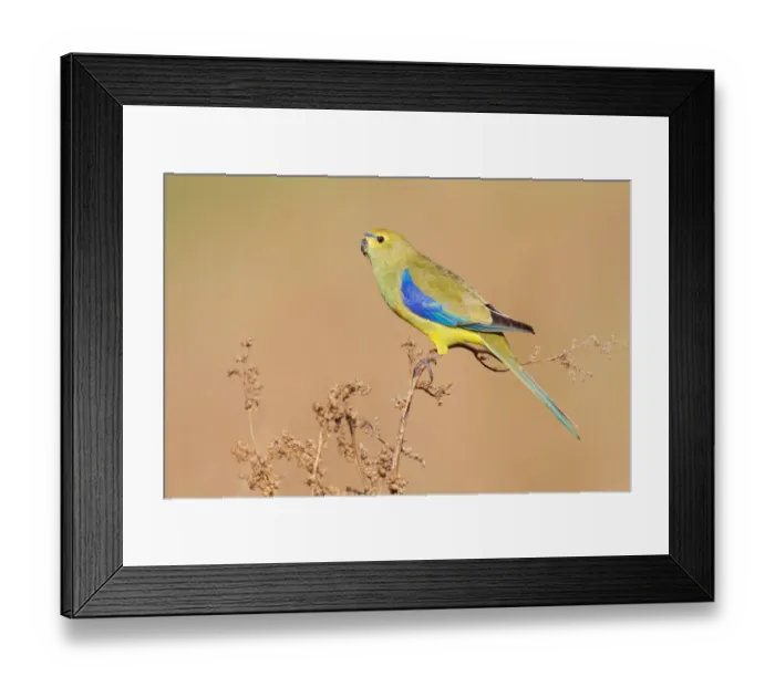 Framed Print : Blue-winged Parrot (Neophema chrysostoma) female, Victoria, Australia Framed Print : Blue-winged Parrot (Neophema chrysostoma) female, Victoria, Australia