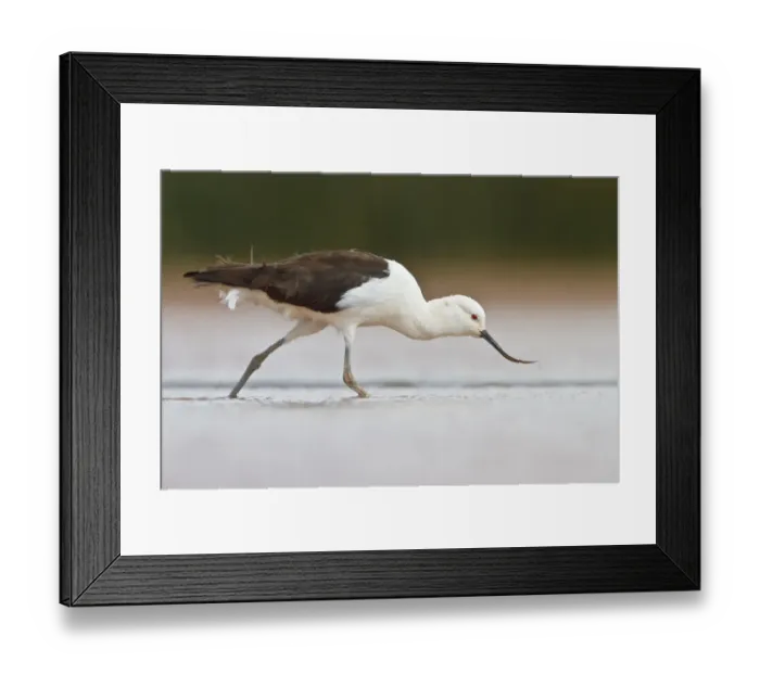 Framed Print : Andean Avocet (Recurvirostra andina) foraging, Bolivia Framed Print : Andean Avocet (Recurvirostra andina) foraging, Bolivia