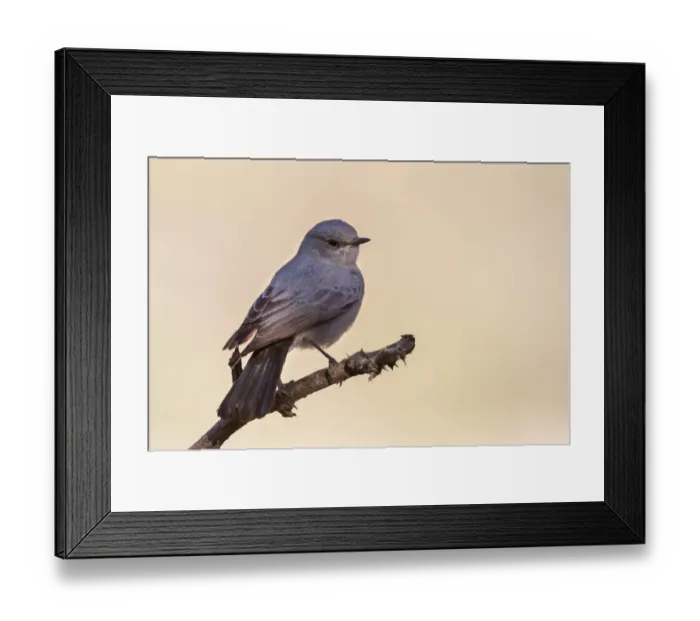 Framed Print : Blackstart (Oenanthe melanura), Oman