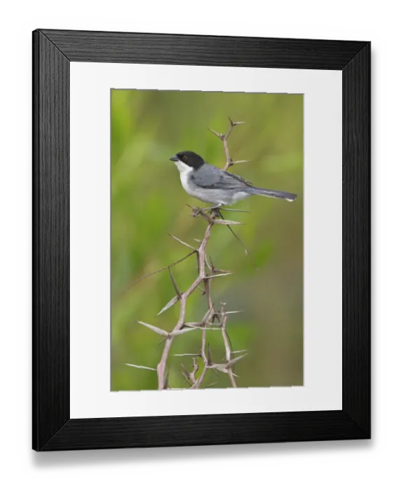 Framed Print : Black-capped Warbling Finch (Poospiza melanoleuca), Bolivia Framed Print : Black-capped Warbling Finch (Poospiza melanoleuca), Bolivia