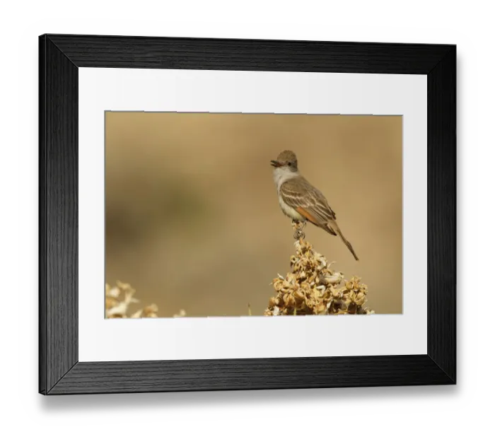 Framed Print : Ash-throated Flycatcher (Myiarchus cinerascens) male singing, California, USA Framed Print : Ash-throated Flycatcher (Myiarchus cinerascens) male singing, California, USA