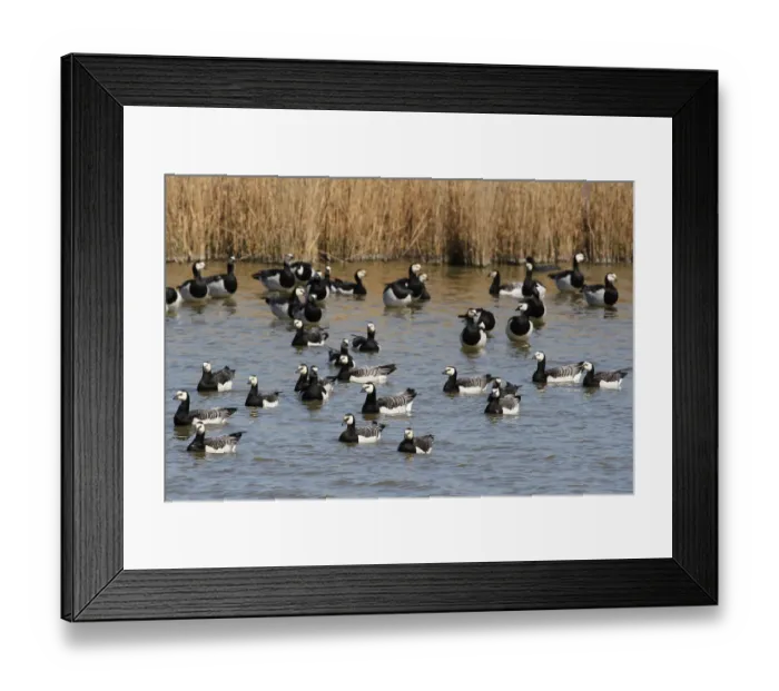 Framed Print : Barnacle Goose (Branta leucopsis), Lower Saxony, Germany