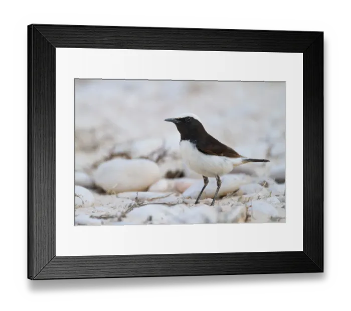 Framed Print : Arabian Wheatear (Oenanthe lugentoides), Oman Framed Print : Arabian Wheatear (Oenanthe lugentoides), Oman