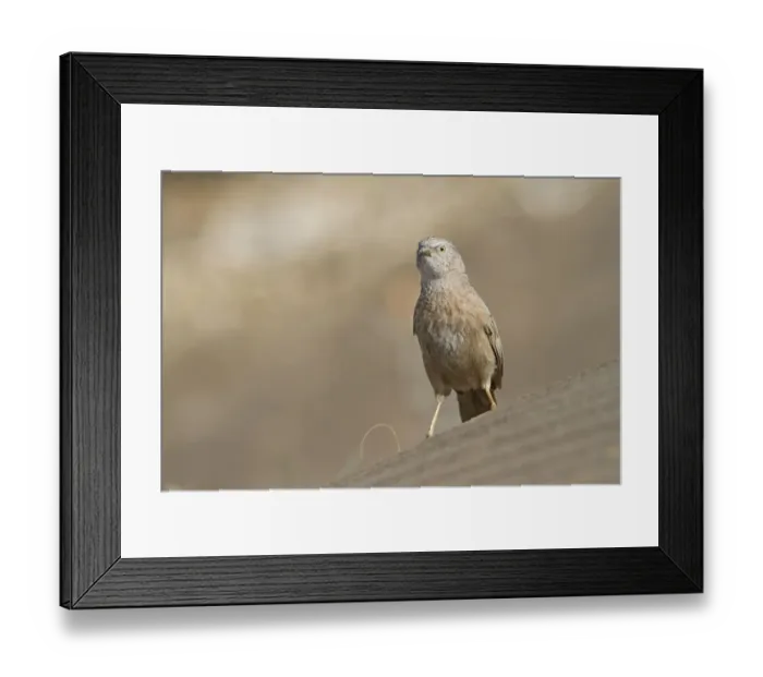 Framed Print : Arabian Babbler (Turdoides squamiceps), Oman Framed Print : Arabian Babbler (Turdoides squamiceps), Oman